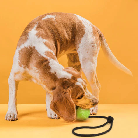 
                  
                    DOGLINE - Euro Ball with Rope
                  
                