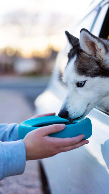 
                  
                    Messy Mutts - Silicone Non-Spill Bowl - Blue
                  
                