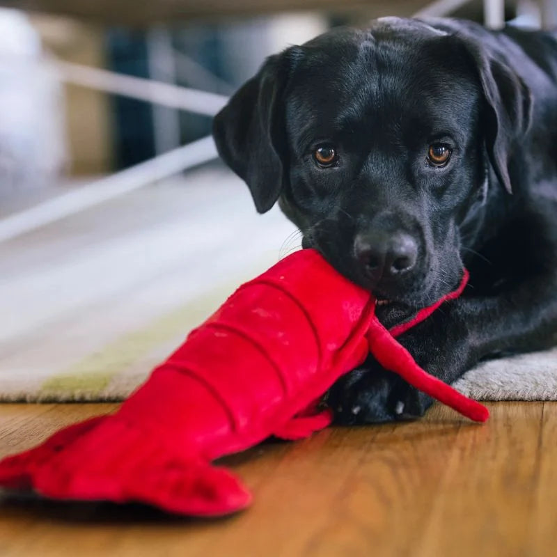 
                  
                    PLAY - Ocean Buddies - Lobster - Large
                  
                