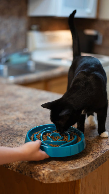 
                  
                    Messy Mutts - Cat Melamine Slow Feeder
                  
                