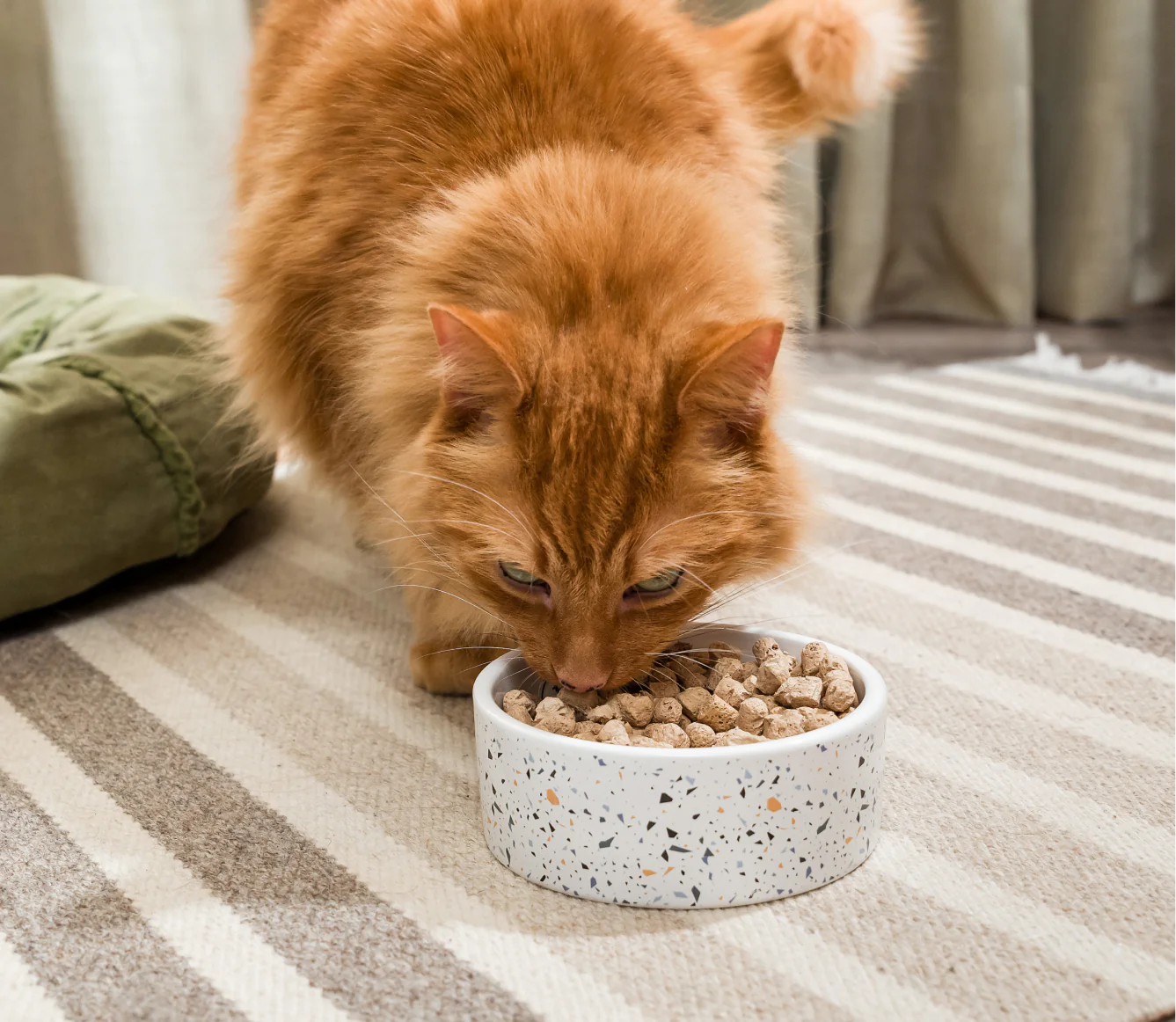 
                  
                    Open Farm - Cat Freeze-Dried Raw Harvest Chicken Morsels 9oz
                  
                