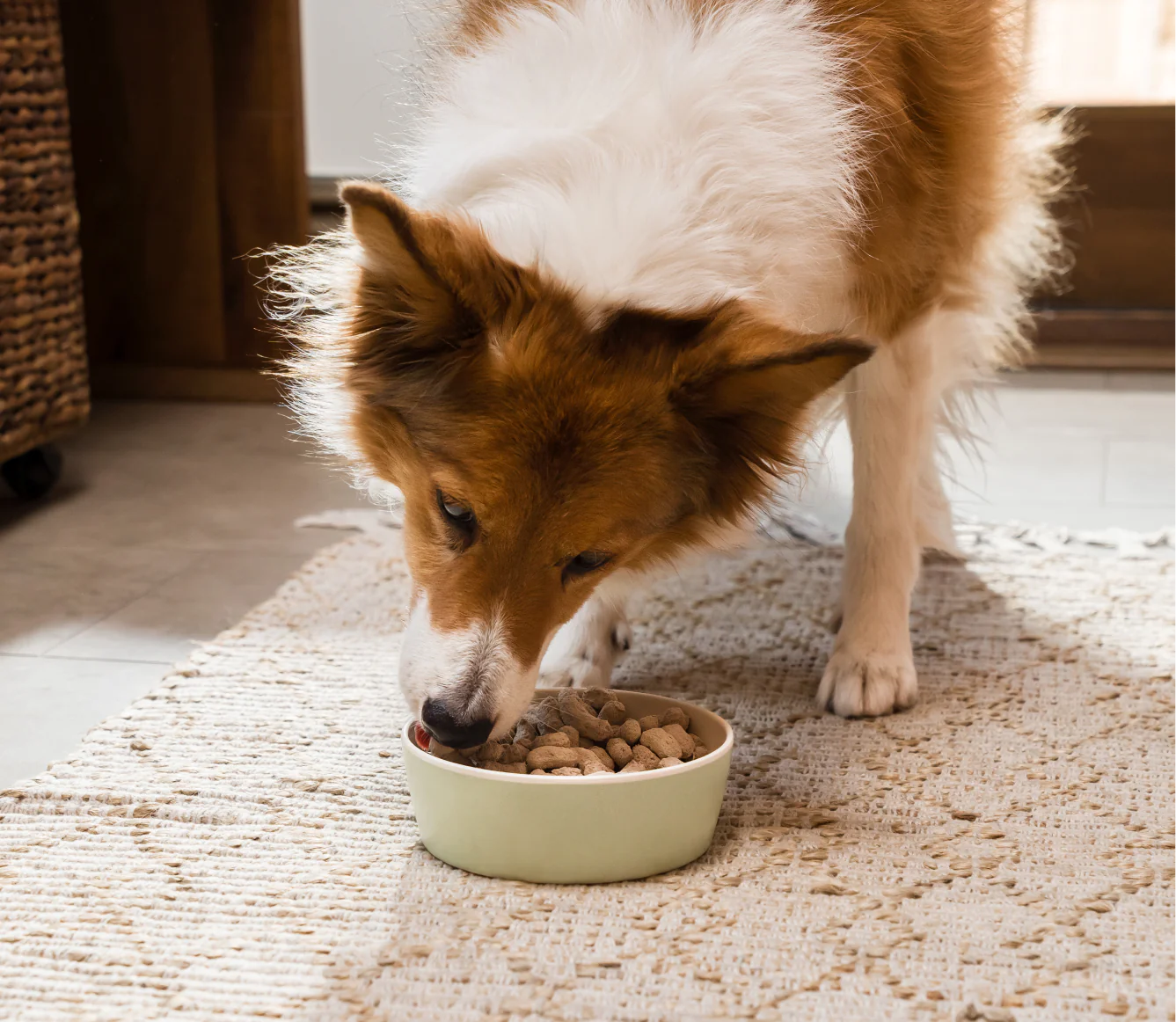 
                  
                    Open Farm - Dog Freeze-Dried Raw Grass-Fed Beef Morsels 13.5oz
                  
                