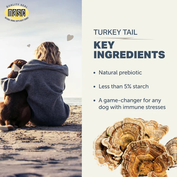 
                  
                    Turkey Tail - Organic Mushroom Extract
                  
                