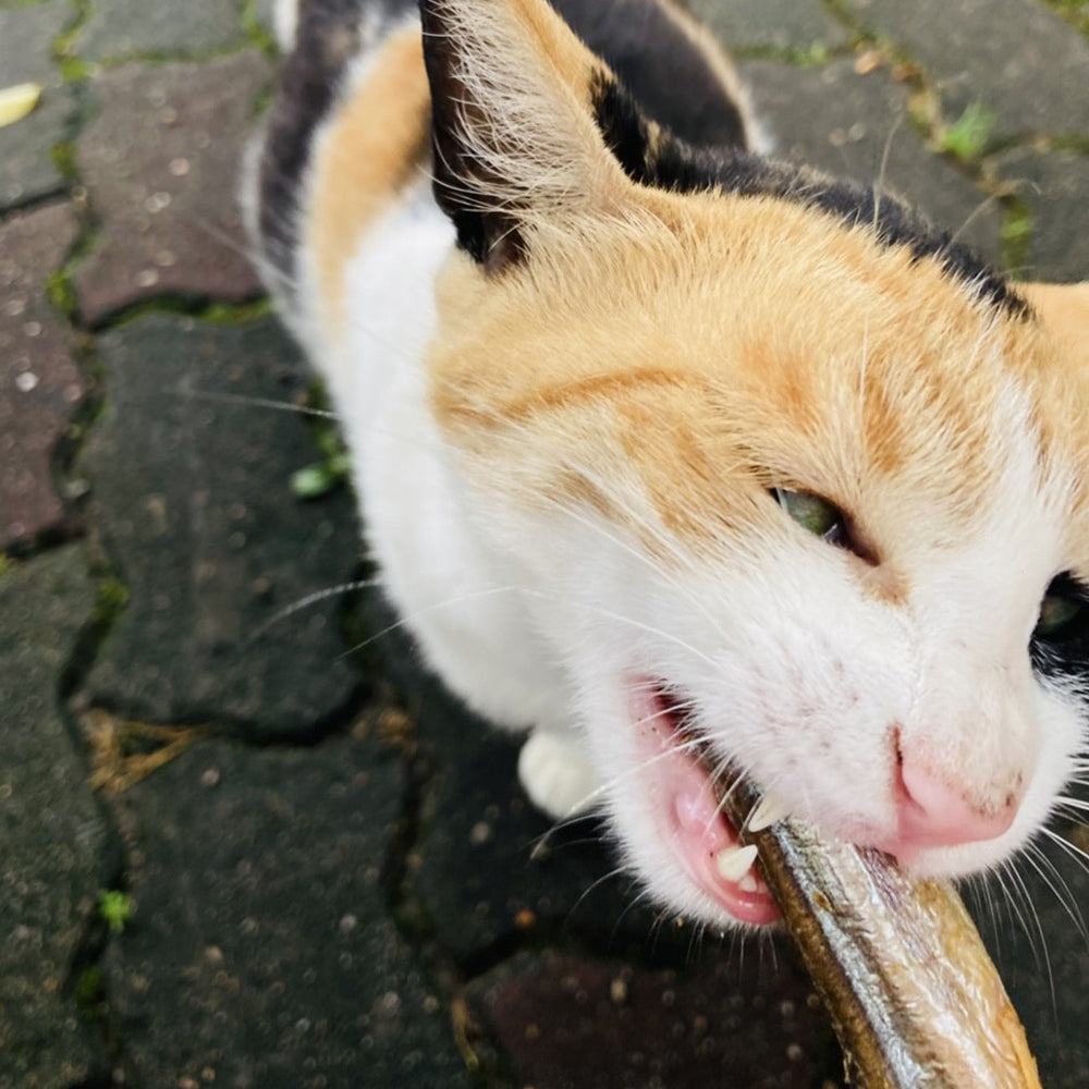 
                  
                    maplepaw LAB, Freeze-Dried Capelin
                  
                