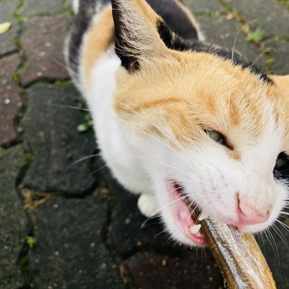 
                  
                    maplepaw LAB, Freeze-Dried Capelin
                  
                