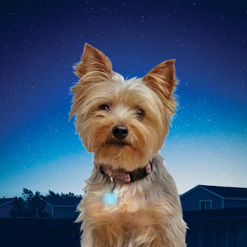 NITE IZE - PetLit Collar Light