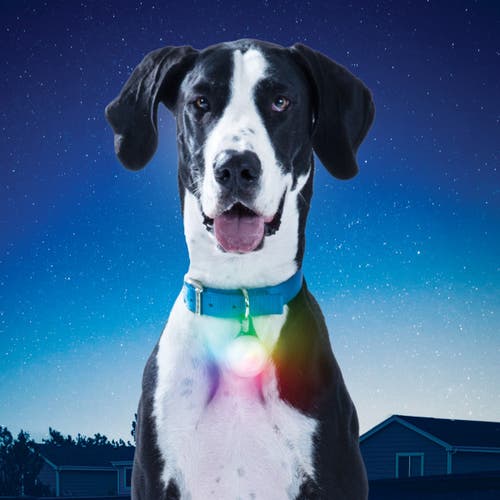 NITE IZE - XL Rechargeable Collar Light - Disc-O Select