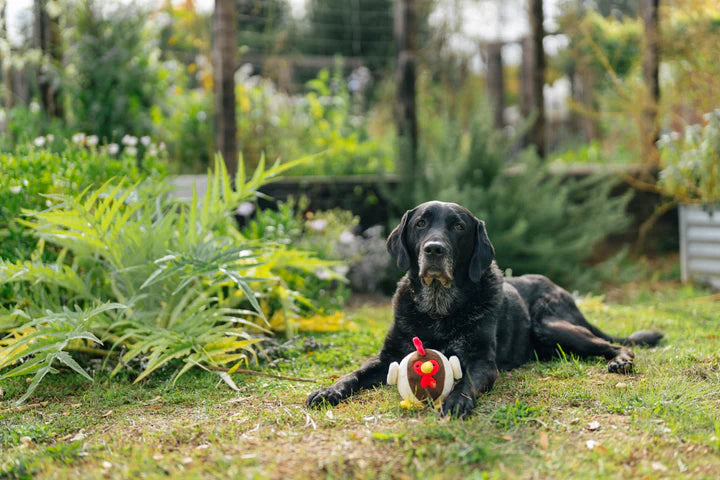 
                  
                    PLAY - Barnyard Buddies - Rooster
                  
                