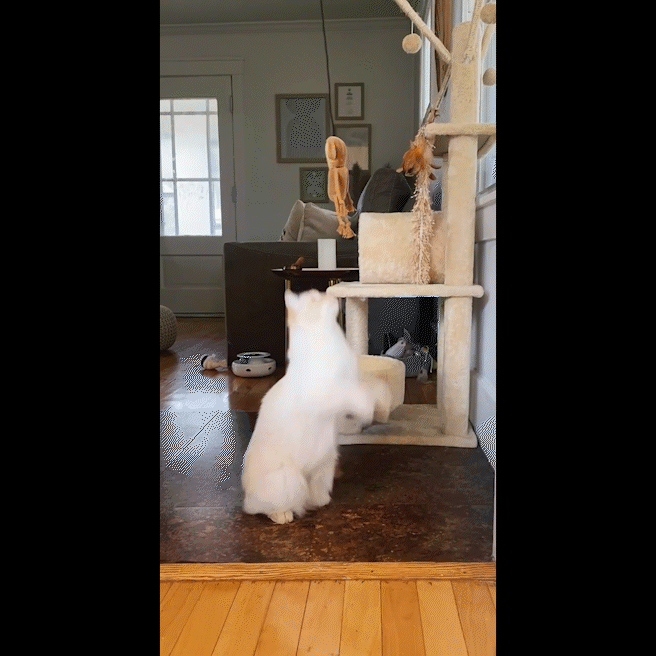 
                  
                    Meowijuana - Jump 'n' Jamb - Get the Monkey off Your Back Refillable Catnip Swinging Toy
                  
                