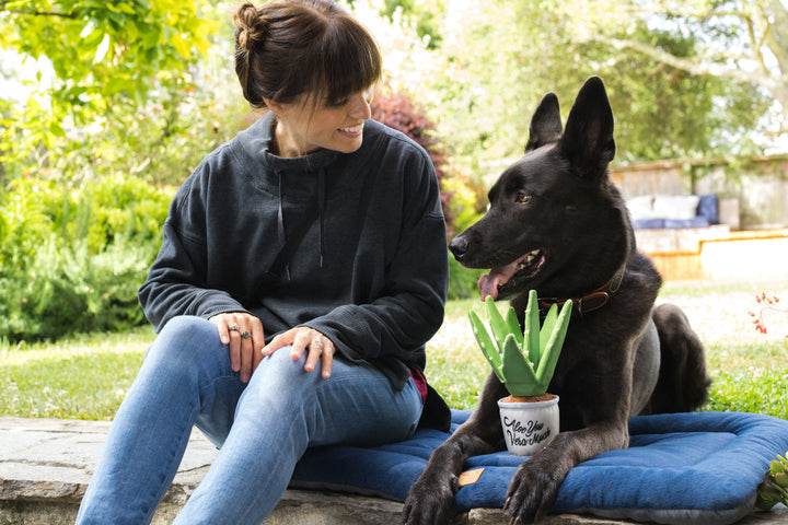 
                  
                    PLAY - Blooming Buddies - Aloe-Vu You Plant
                  
                