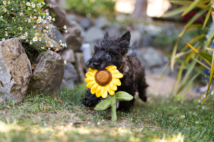 
                  
                    PLAY - Blooming Buddies - Sassy Sunflower
                  
                