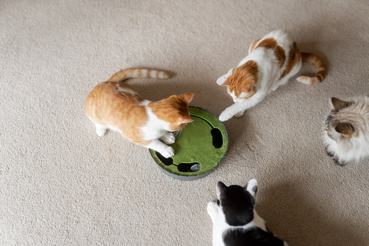 
                  
                    PLAY - Peek-A-Boo Cat Interactive Toy
                  
                