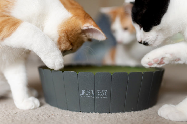 PLAY - Peek-A-Boo Cat Interactive Toy