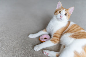 
                  
                    PLAY Feline Frenzy - Cat Toy - Kitty Kreme Doughnut
                  
                