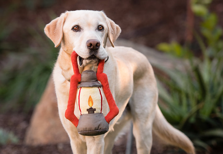 
                  
                    Camp Corbin Collection - Pack Leader Lantern
                  
                