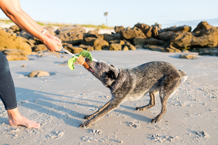 
                  
                    PLAY - Tropical Paradise - Puppy Palm
                  
                