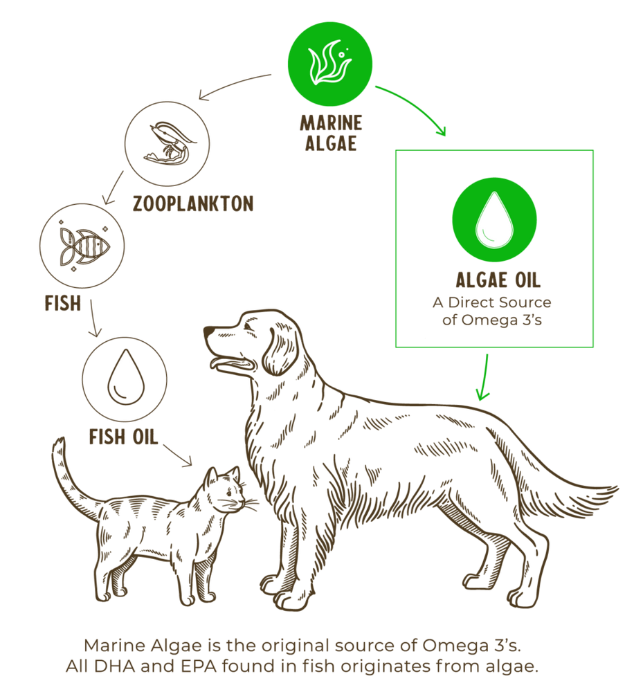 
                  
                    Grizzly - Algal Plus Omega Oil
                  
                