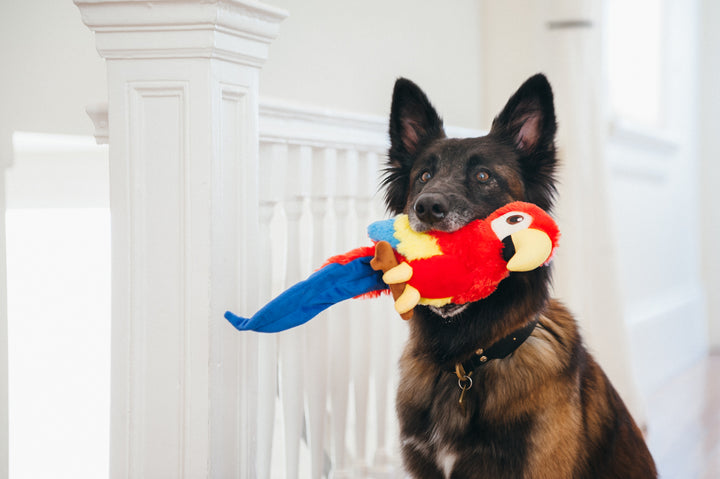 
                  
                    PLAY - Fetching Flock Collection - Parrot
                  
                