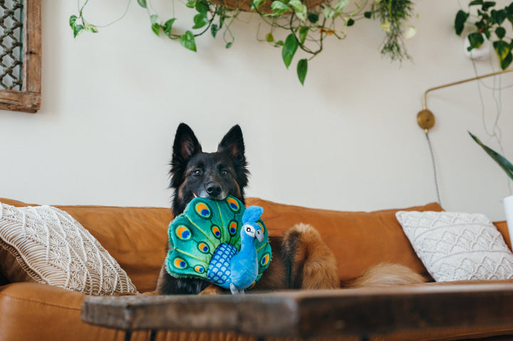 
                  
                    PLAY - Fetching Flock Collection - Peacock
                  
                