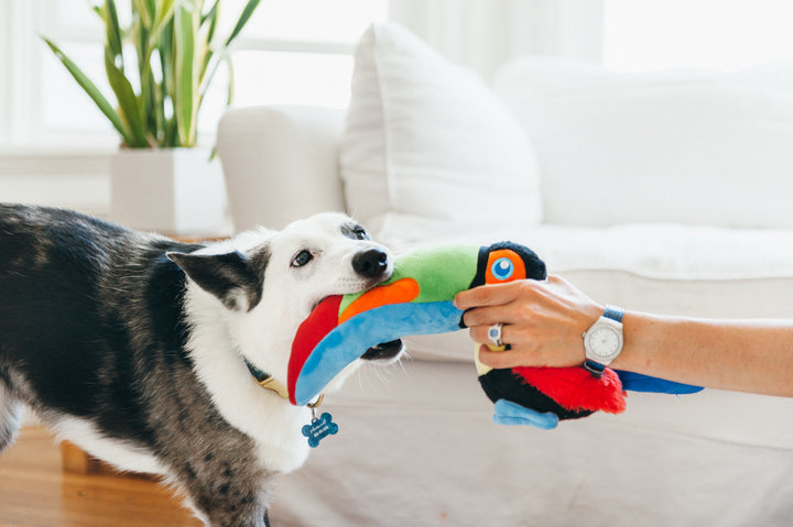
                  
                    PLAY - Fetching Flock Collection - Toucan
                  
                