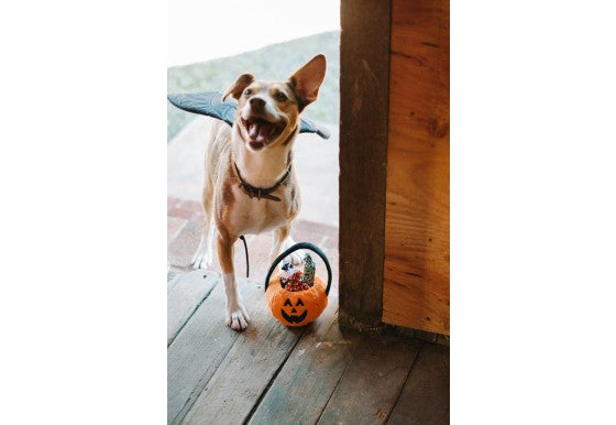 
                  
                    PLAY - Halloween - Basket & Candies
                  
                