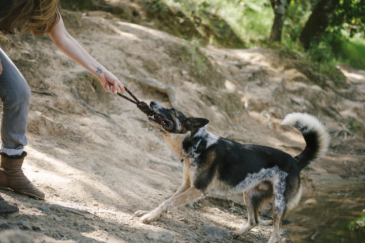 
                  
                    PLAY - Rope Toy - Tug
                  
                