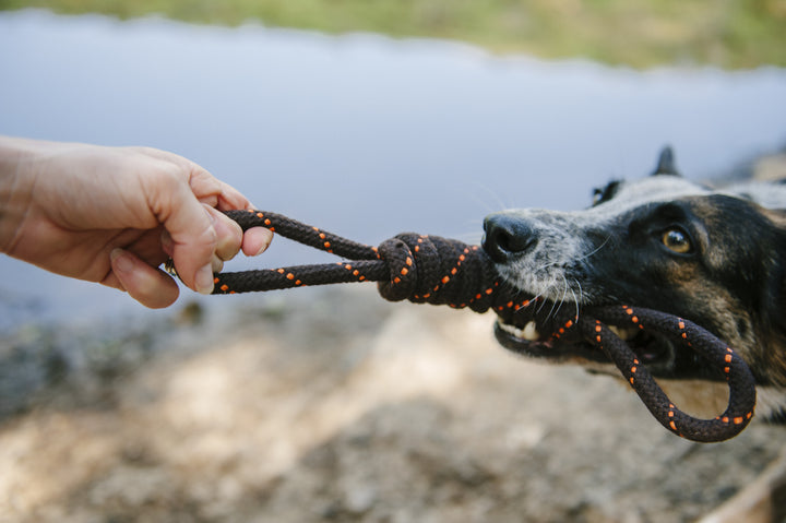 
                  
                    PLAY - Rope Toy - Tug
                  
                