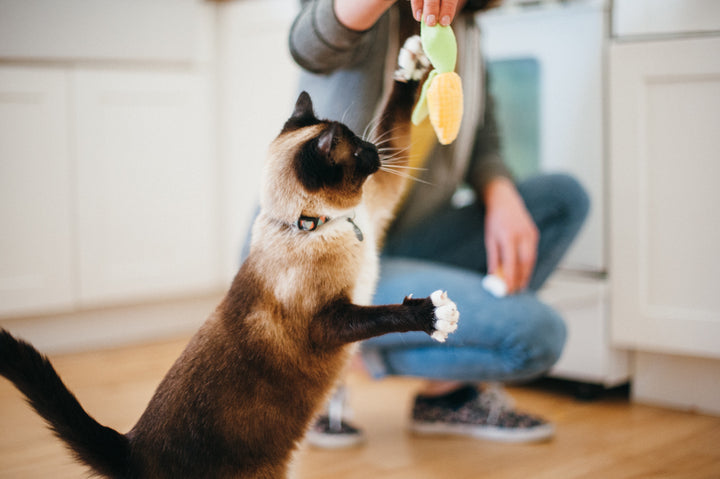 
                  
                    PLAY - Feline Frenzy - BBQ/Picnic
                  
                