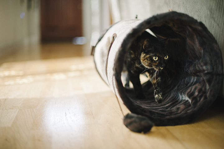 
                  
                    Cat - Tunnel Savannah - Brown
                  
                