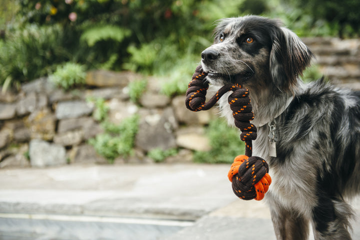 
                  
                    PLAY - Rope Toy - Tug Bal
                  
                