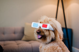 
                  
                    PLAY Hollywoof Cinema Collection - 3-Dog Glasses
                  
                