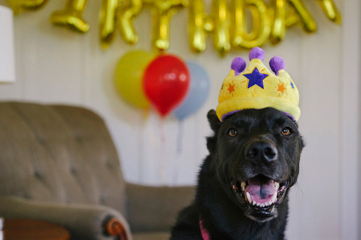 
                  
                    PLAY - Party Time - Canine Crown
                  
                