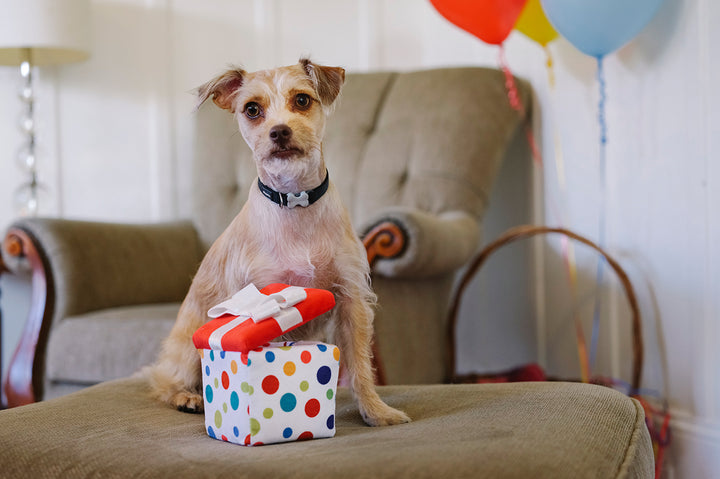 
                  
                    PLAY - Party Time - Pawfect Present
                  
                