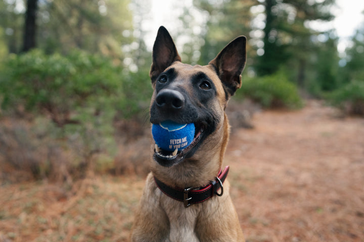 
                  
                    PLAY - S&A Dog Tennis Balls (4 Pack)
                  
                