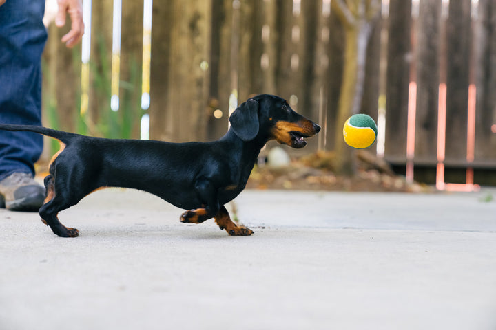 
                  
                    PLAY - S&A Dog Tennis Balls (4 Pack)
                  
                