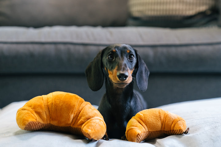 
                  
                    Barking Brunch - Pup's Pastry
                  
                