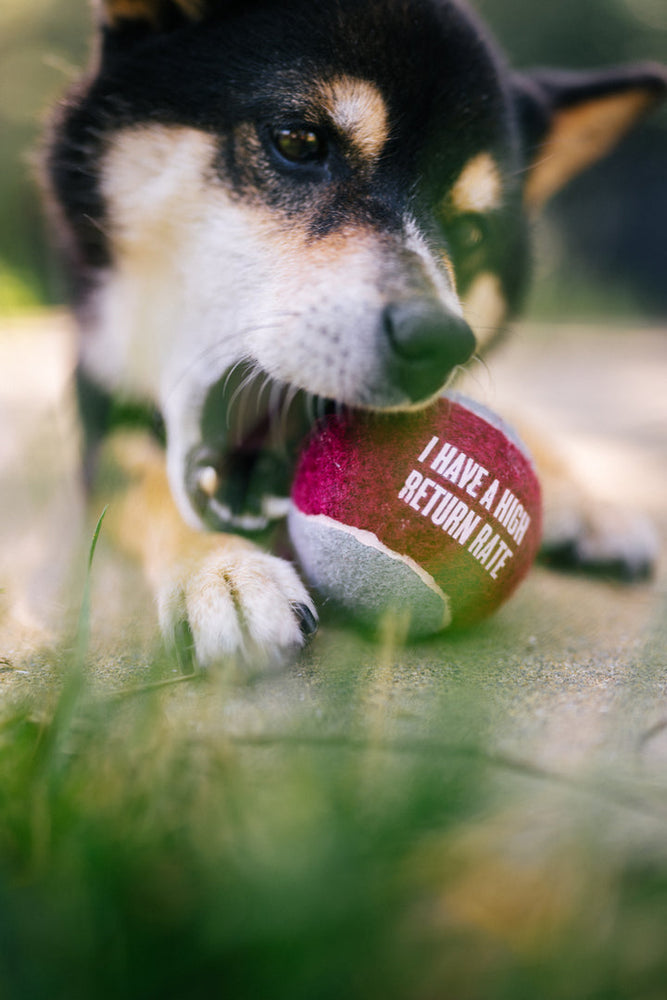 
                  
                    PLAY - S&A Dog Tennis Balls (4 Pack)
                  
                