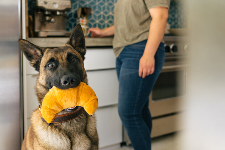 
                  
                    Barking Brunch - Pup's Pastry
                  
                