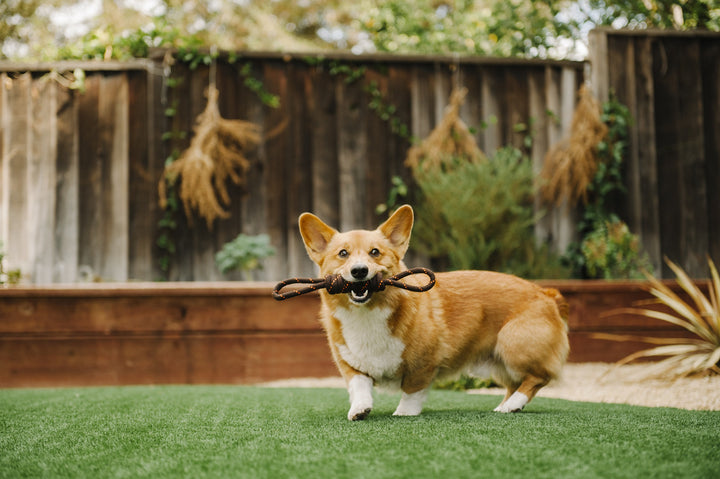 
                  
                    PLAY - Rope Toy - Tug
                  
                