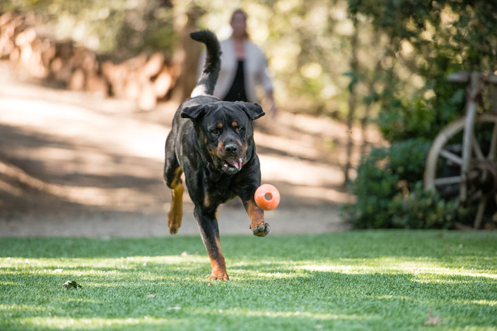 
                  
                    PLAY - ZoomieRex Orange IncrediBall
                  
                