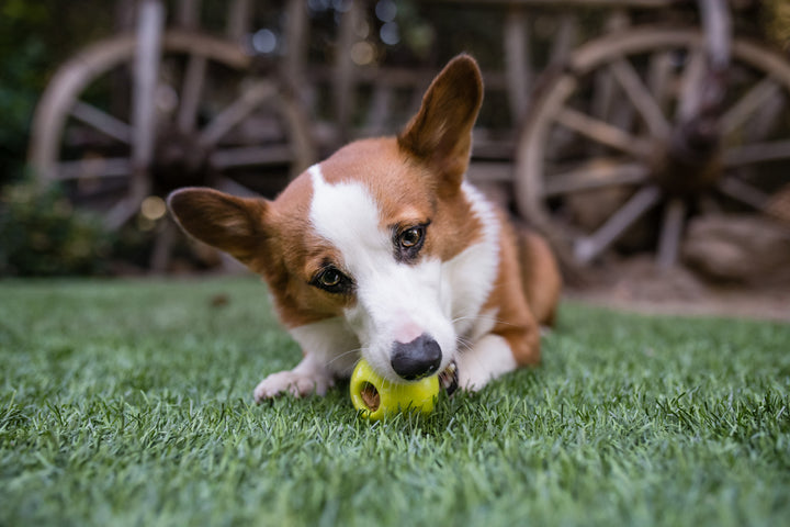 
                  
                    PLAY - ZoomieRex Green IncrediBall
                  
                