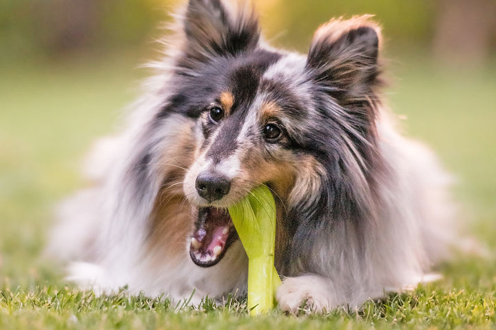 
                  
                    PLAY - ZoomieRex Green FantasTug
                  
                